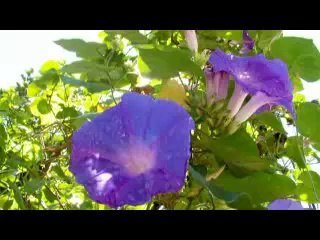 Combate Venda Grande Ep-10 (último) parte 2