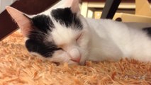 【音フェチ】耳かき3Dとネコ/Binaural ear cleaning part 4 and cats【asmr】