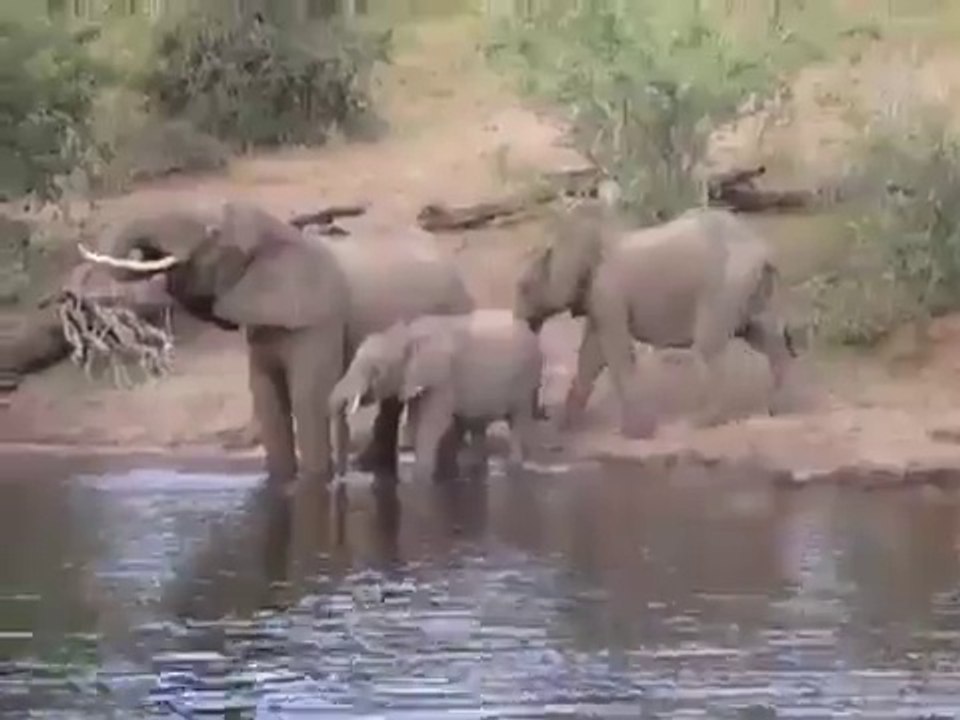 Elephant vs crocodile qui va gagner !!