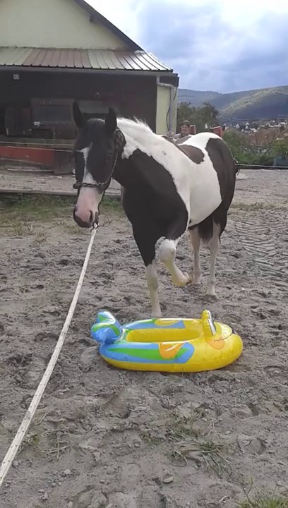 Dolly et le bateau 1