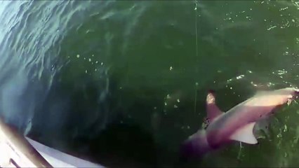 Un mérou géant happe un requin