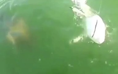 Un poisson géant dévore un requin