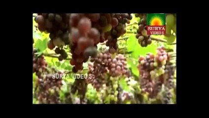 Yeda Vunnaavuraa Naa Raja - Telangana Folk Songs