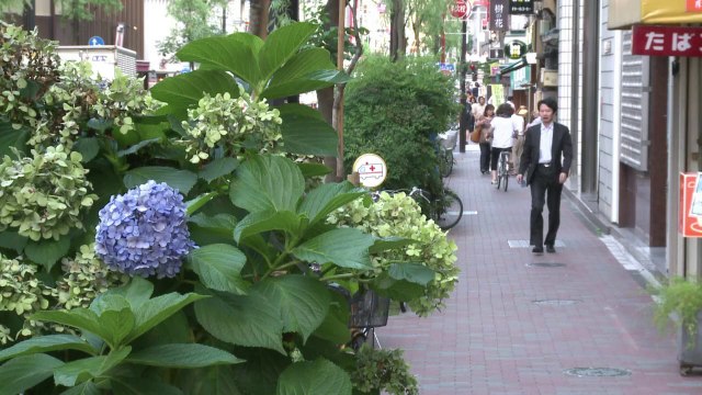 Japon: des cellules solaires atypiques pour doper l'énergie verte