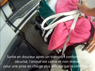 Urgence vétérinaire dog allemand