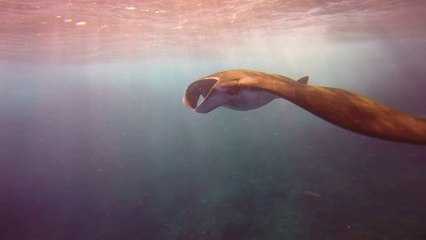 Manta Bay Nusa Penida Bali