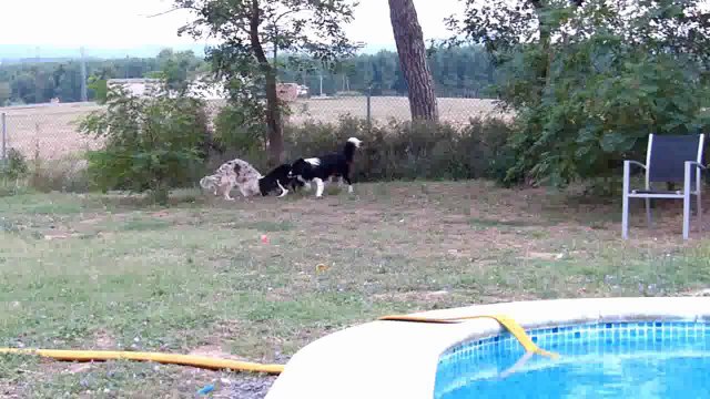 Border Collie Mafalda's Agata, Guinda, Negro & Wind