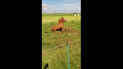 So I caught our horse rocking out..