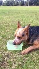 Blue heeler with excessively long tongue