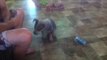 Kailee the clever blue heeler puppy practices her tricks some more