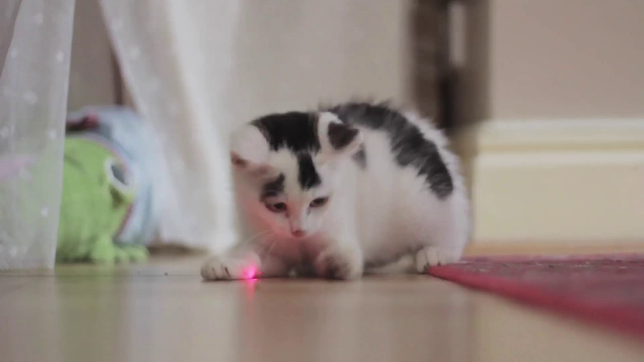 Cute Kitten Playing (HD)
