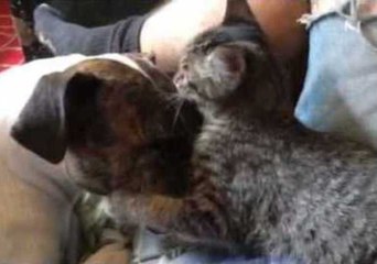 Kitten and Pit Bull Are Unlikely but Inseparable Friends