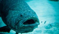 Goliath Grouper Gobbles Up a 4-Foot Shark in 1 Bite