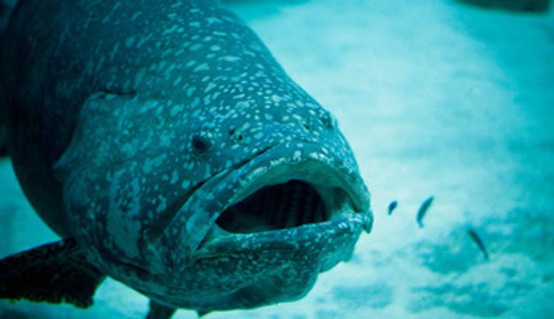 Goliath Grouper Gobbles Up a 4-Foot Shark in 1 Bite