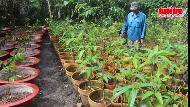 Trồng cây trong chậu hút dân thành thị