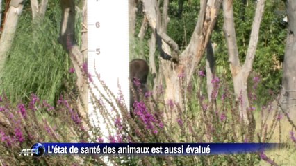 Pesée annuelle des animaux au zoo de Londres
