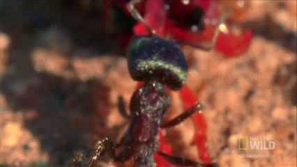 World's Weirdest - Blood-Squirting Lizard
