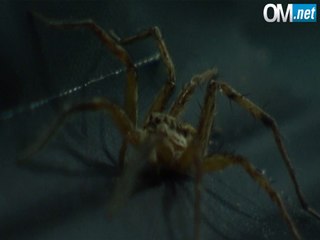 Une araignée épie la conférence de Bielsa !