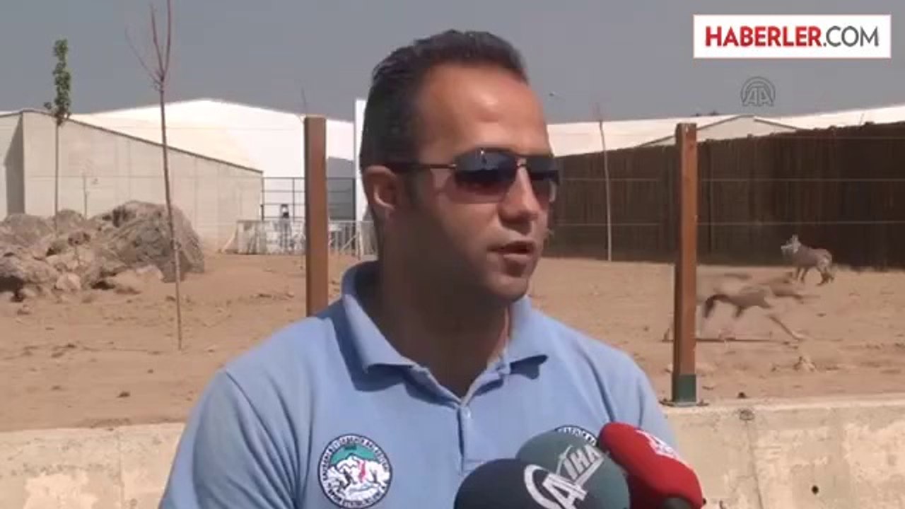 Kayseri'de Kurt Yavruları Hayvanat Bahçesinin Yeni Maskotu Oldu