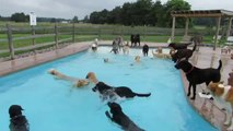 Cães aproveitam piscina em canil nos Estados Unidos