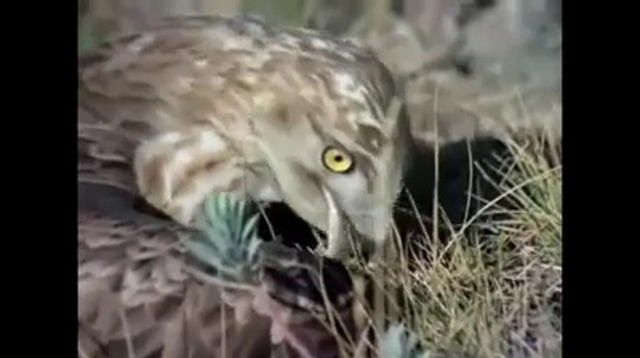 hunter Killer Bird