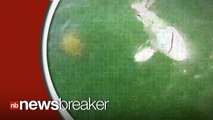 Video Shows Huge Grouper Eating Shark in One Bite