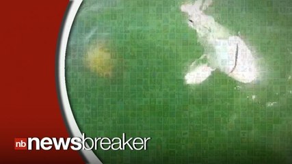 Video Shows Huge Grouper Eating Shark in One Bite