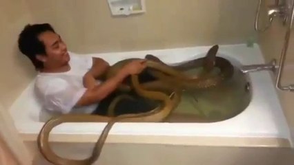 Un homme prend un bain avec deux cobras!