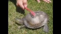 Diş Fırçasıyla Temizlenen Çılgın Kaplumbağa