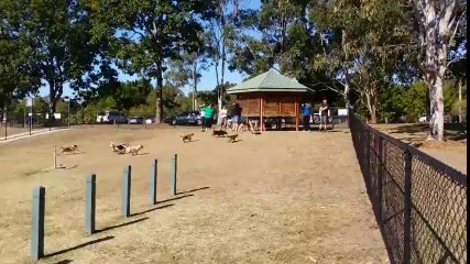 Uzaktan Kumandalı Arabaya Kafayı Takan Köpekler