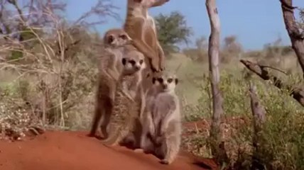 Ayakta Uyuyan Sevimli Mirket