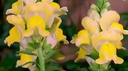 Çiçekler Nasıl Açar