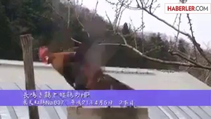 Horoz Uzun Hava Çekti