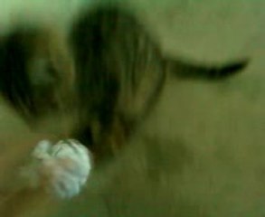 Kitten is playing with paper ball