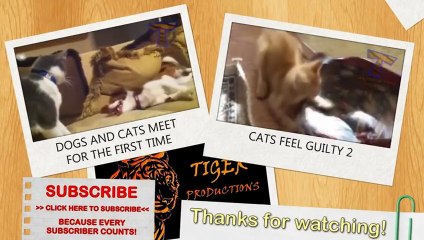 Even exotic animals can be pets - Unusual pets compilation