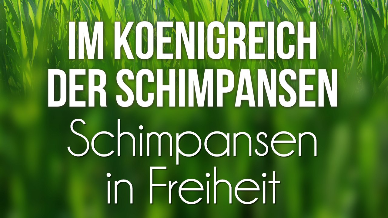 Im Königreich der Schimpansen - Schimpansen in Freiheit (2008) [Dokumentation] | Film (deutsch)