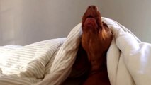 Sleepy Dog Whines At The Sounds Of Alarm Clock