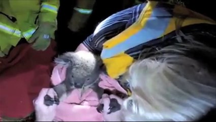 Un koala sauvé grâce à du bouche-à-bouche