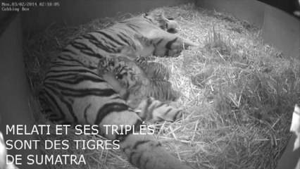 Naissances de deux tigres