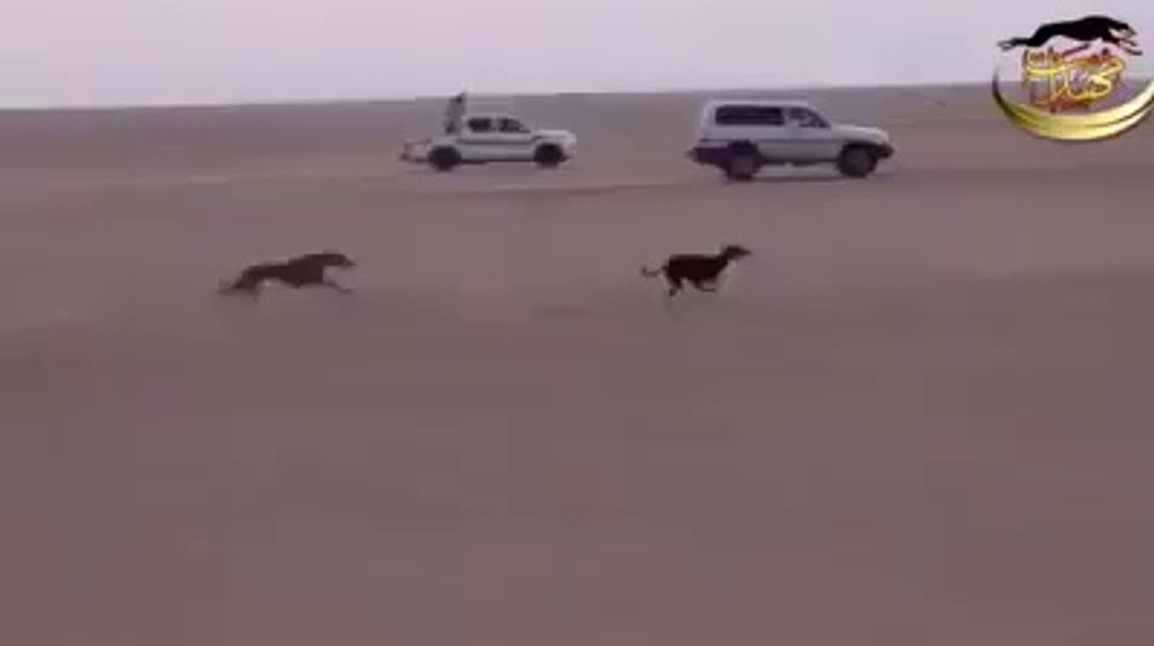 Arab People Huntng A Dear with Hunting Dog