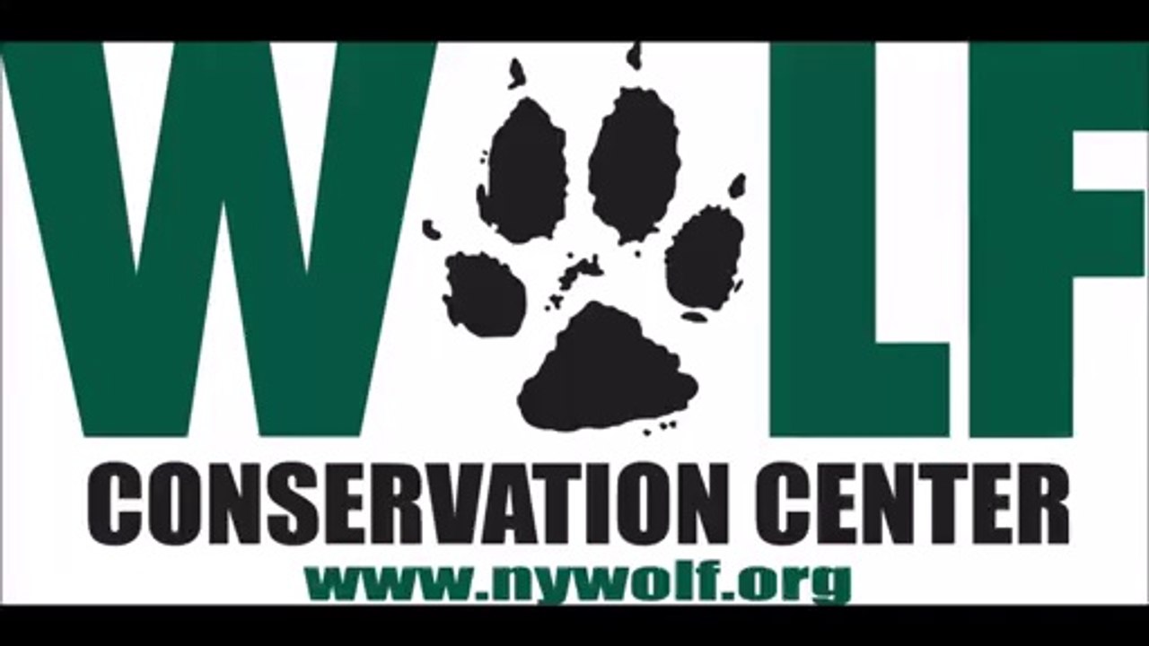 Bébé loup qui a le Hoquet! So Cute...