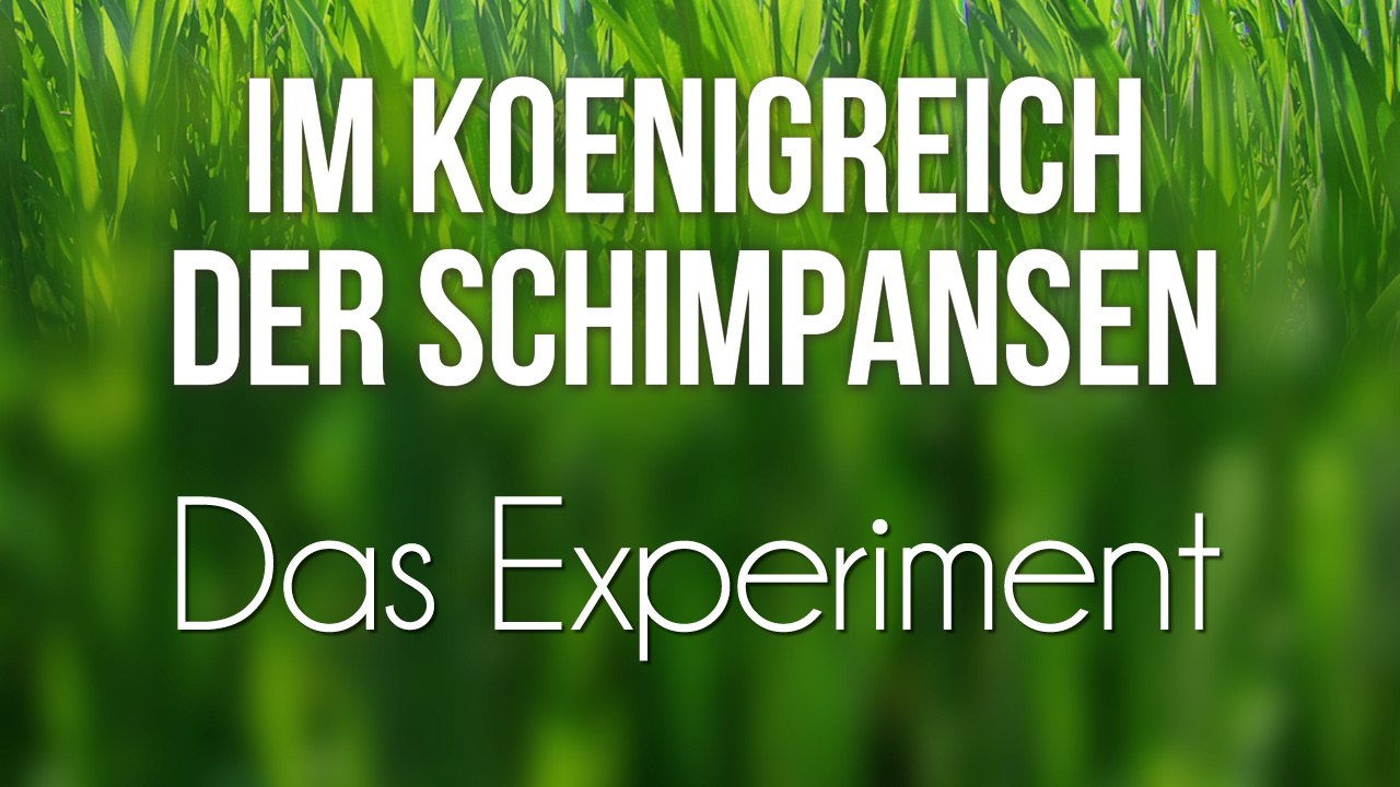 Im Königreich der Schimpansen - Das Experiment (2008) [Dokumentation] | Film (deutsch)