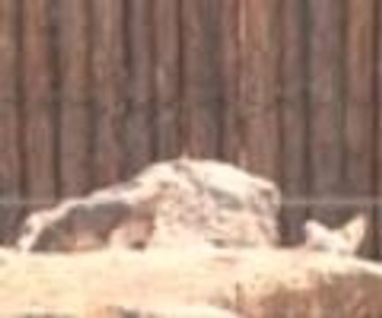 Kurt yavruları hayvanat bahçesinin yeni maskotu