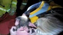 Un koala sauvé grâce au bouche-à-bouche d'une secouriste