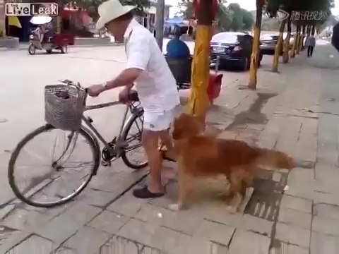 KÖPEĞİN SADAKATI