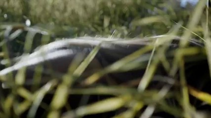 Leprechaun Origins - Horror Movie