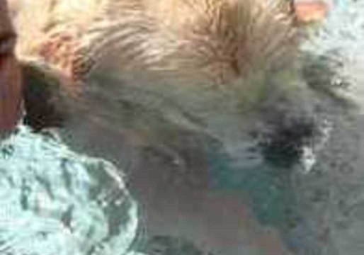 Dog Blows Bubbles in the Swimming Pool