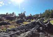 Bald Eagles Gather to Feast on Vancouver Island