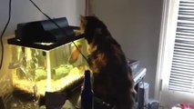 Balık Kediye Kafa Attı Yok Artık!!!!!