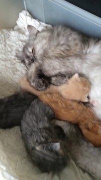 Portée chatons persans de 2 semaines avec leur mère